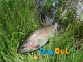 Annamoe-Trout-Fishery-Catch
