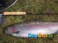Annamoe-Trout-Fishery-Trout