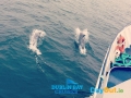 Dublin-Bay-Cruises-Dolphins