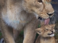 Lion-Cub