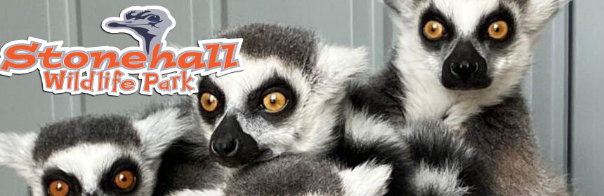Stonehall-Wildlife-Park-DayOut