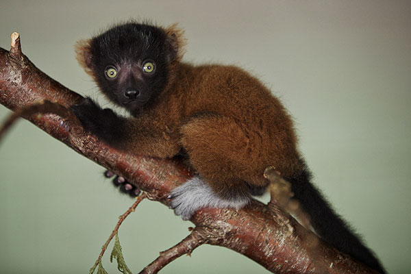 dublin zoo lemur