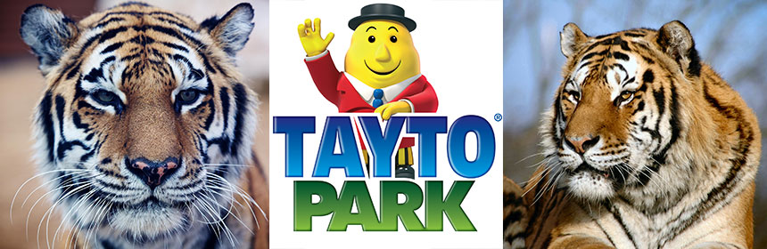 Tayto Park Celebrates International Tiger Day