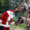 visit santa at dublin zoo