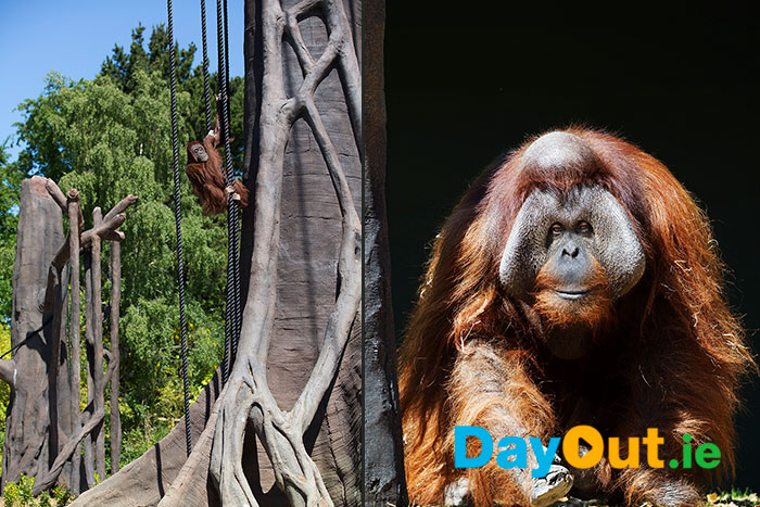 Orangutan-Forest-Habitat-Dublin-Zoo