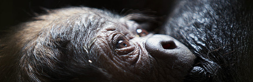 baby gorilla born at dublin zoo