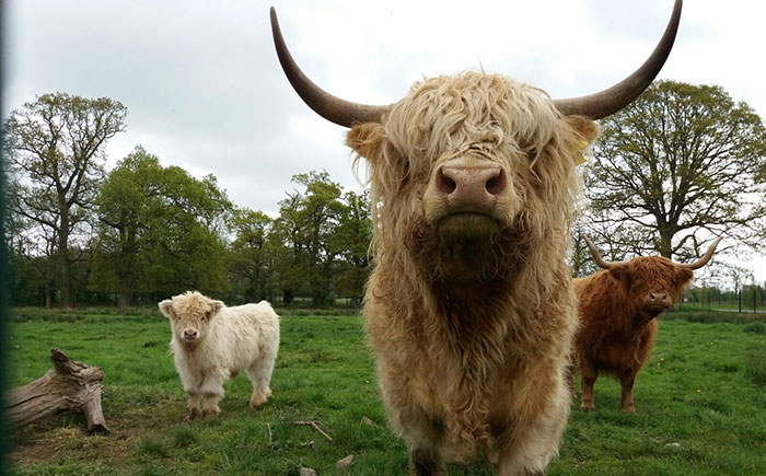 tayto park highland cow