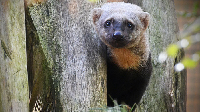 tayto park tayra