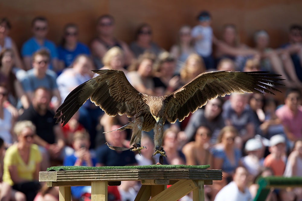 Tayto Park launches 'World of Raptors' attraction