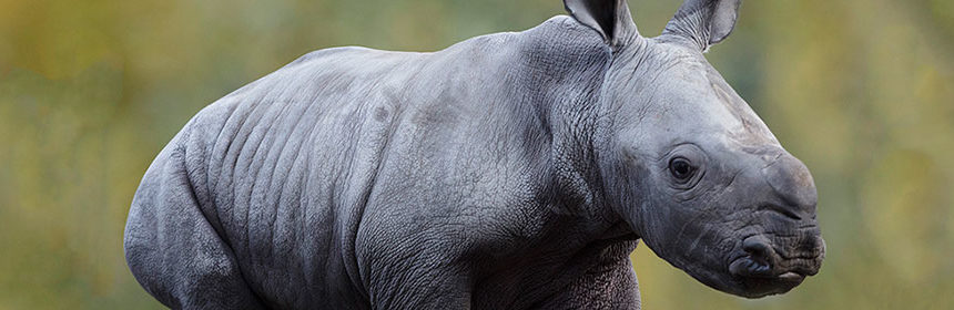 Rhino Calf Born at Dublin Zoo