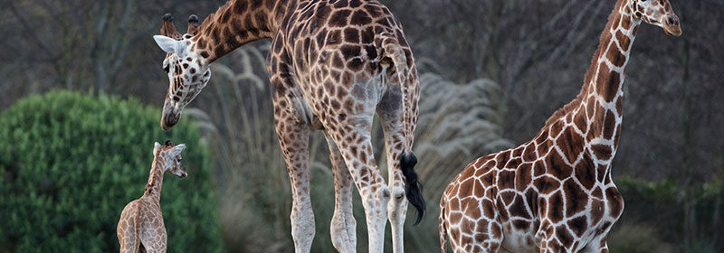 Giraffe-Calf-Born-at-Dublin-Zoo