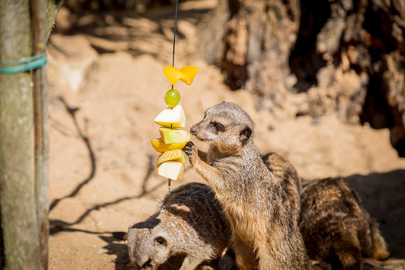 Tayto Park Meercats