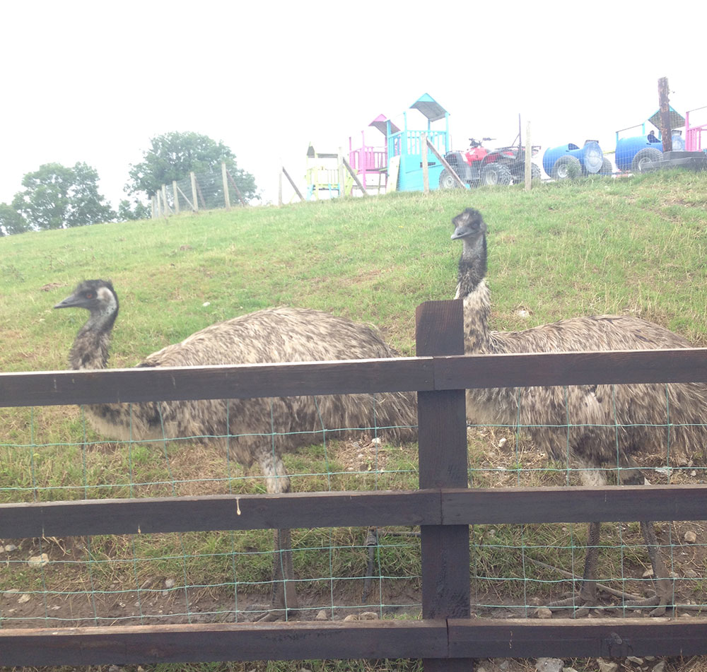 Tearaways Pet farm ostriches