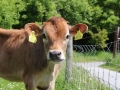 Jersey-Calf-at-Airfield-Estate