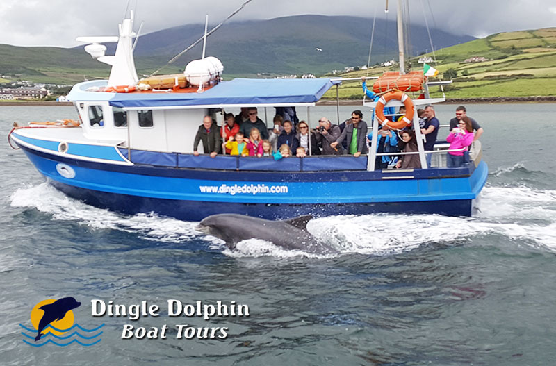 dingle dolphin boat tours prices