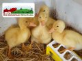 Red-Mountain-Open-Farm-chicks