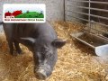 Red-Mountain-Open-Farm-pigs
