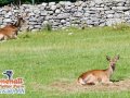 Stonehall-Exterior-Deer