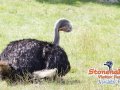 Stonehall-Ostrich