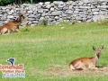 Stonehall-Wildlife-Park-Limerick-deer-friends