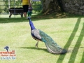 Stonehall-Wildlife-Park-Peacock