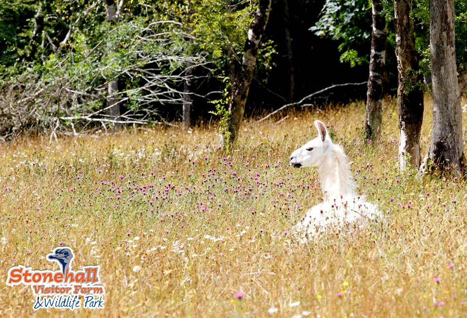 Stonehall Wildlife Park Llama