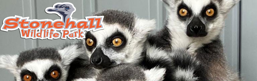 Stonehall-Wildlife-Park-DayOut