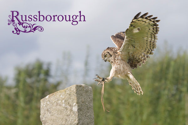 Russborough-Bird-of-Prey