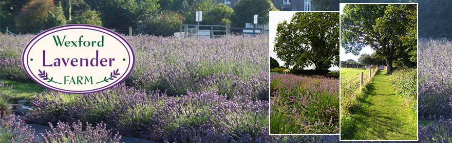 Wexford-lavender-farm