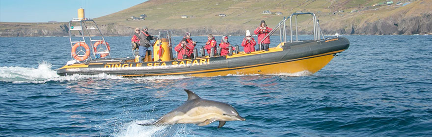 Dingle-Sea-Safari