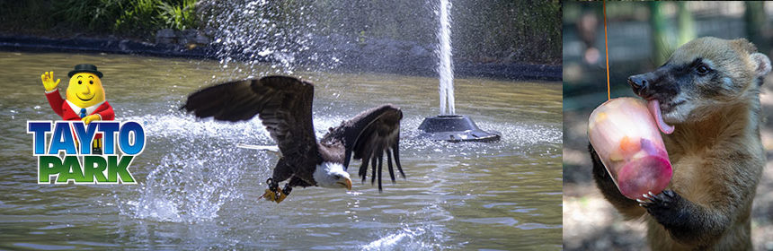 tayto park cool animals