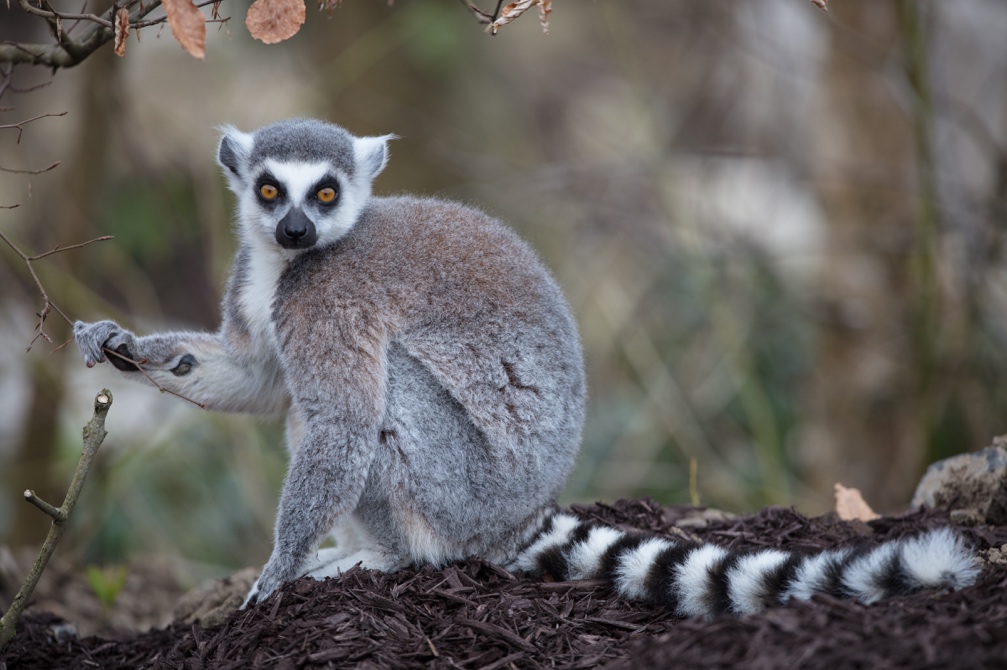 Tayto Park Lemur