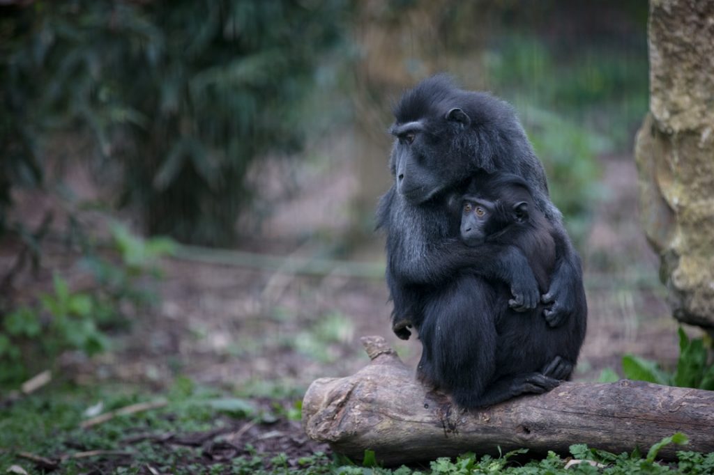 Tayto Park Love Your Zoo