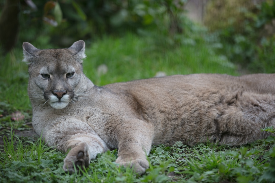 Tayto Park Mountain Lion