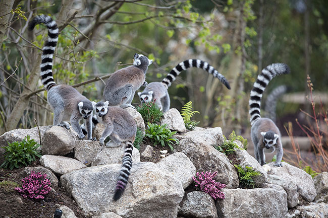 Tayto-Park-Opens-Lemur-Woods-May 2019