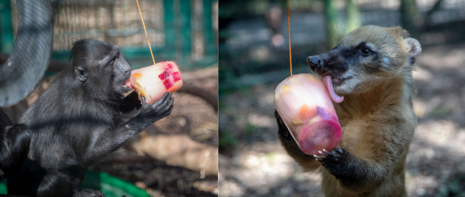 Tayto-Park-Macaque-enjoying-cool-down-treats