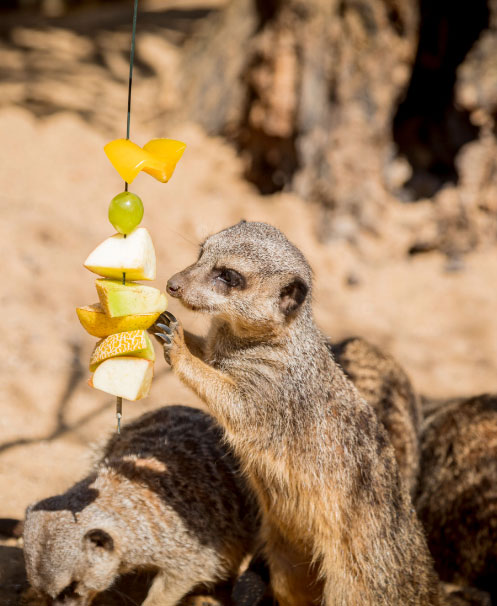 Tayto-Park-Meerkats-enjoying-fruit-skewers