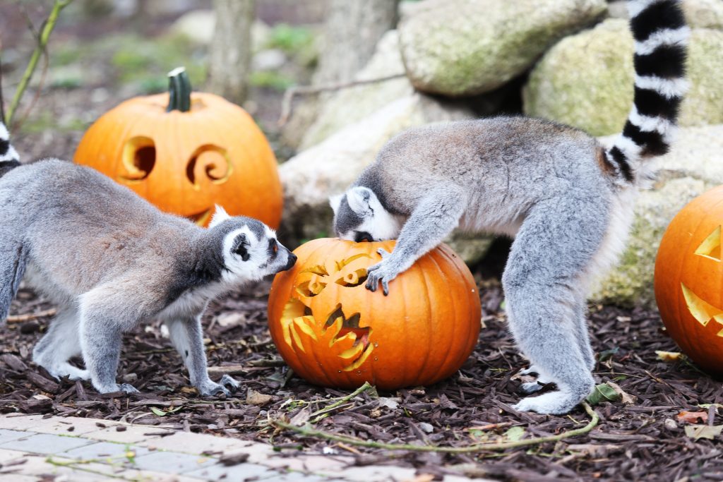 Lemurs Tayto Park