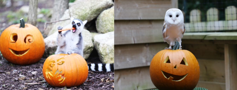 Tayto Park Animals all set for Halloween