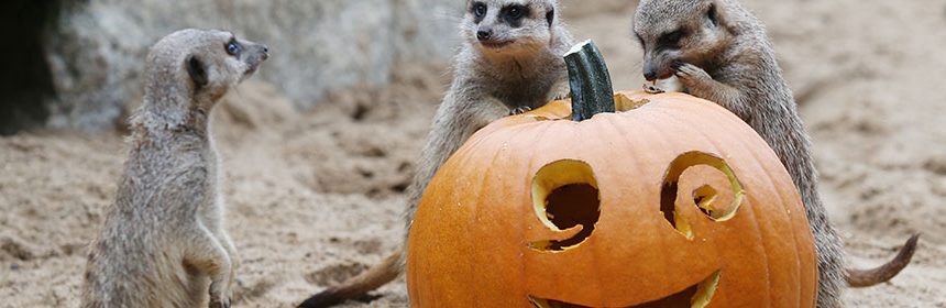 Tayto Park Animals all set for Halloween