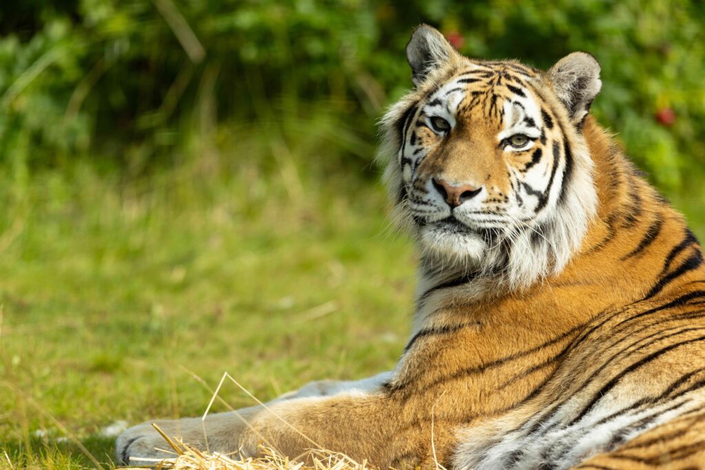 Amur Tiger Emerald Park